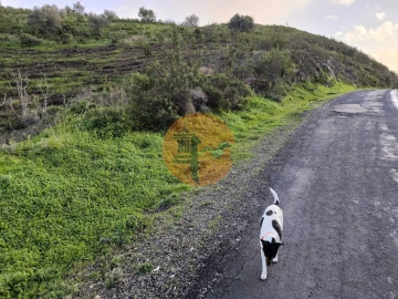 Terreno para Venda em Azinhal