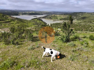 Terreno para Venda em Azinhal