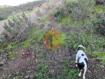 Terreno para Venda em Azinhal