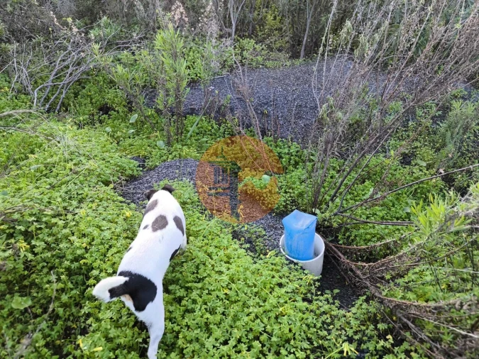 Terreno para Venda em Azinhal Foto 10
