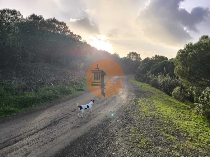 Terreno para Venda em Azinhal Foto 22