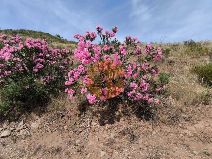 Terreno para Venda em Vila Nova de Cacela Foto 19