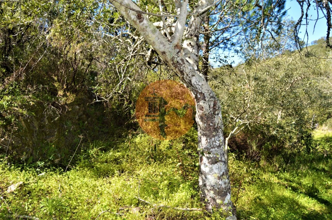 Terreno para Venda em Santa Catarina da Fonte do Bispo Foto 12