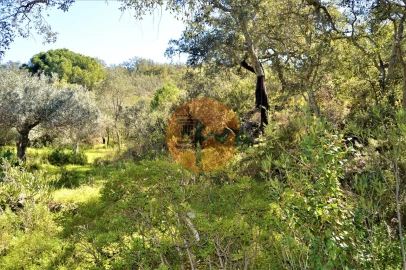 Terreno para Venda em Santa Catarina da Fonte do Bispo