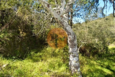Terreno para Venda em Santa Catarina da Fonte do Bispo