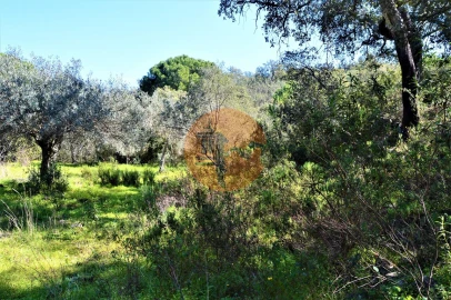 Terreno para Venda em Santa Catarina da Fonte do Bispo
