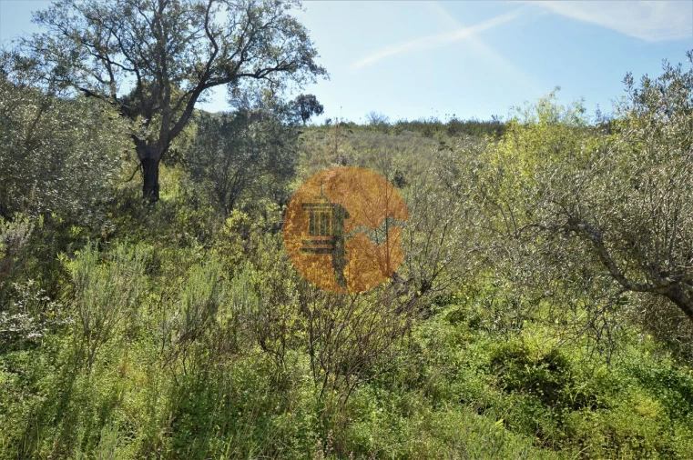 Terreno para Venda em Santa Catarina da Fonte do Bispo Foto 3