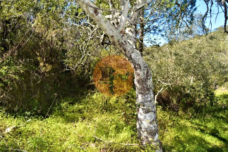 Terreno para Venda em Santa Catarina da Fonte do Bispo Foto 12
