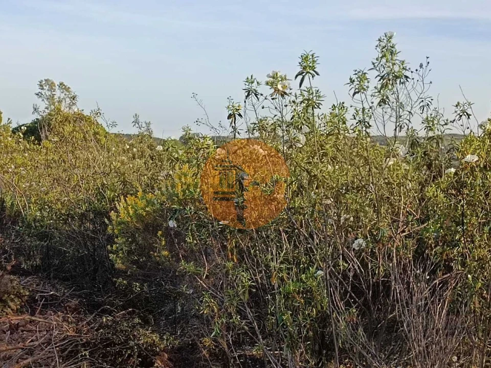 Terreno para Venda em Azinhal Foto 33