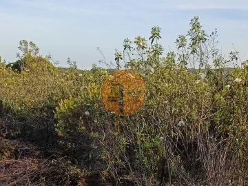 Terreno para Venda em Azinhal