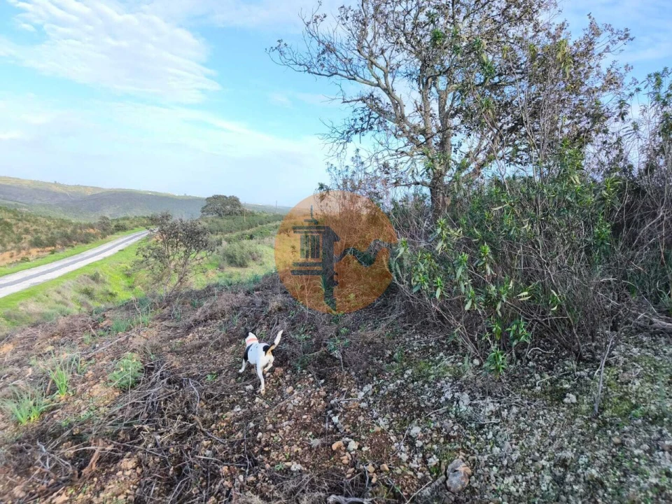 Terreno para Venda em Azinhal Foto 4