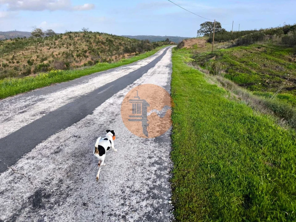Terreno para Venda em Azinhal Foto 7