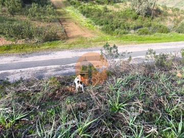 Terreno para Venda em Azinhal