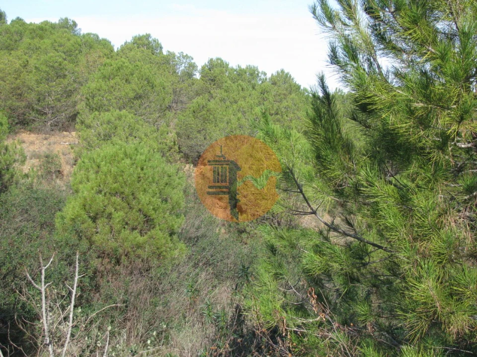 Terreno para Venda em Azinhal Foto 16
