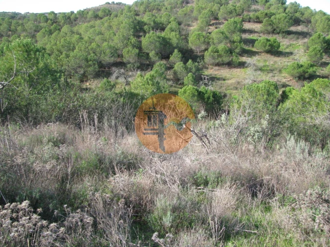 Terreno para Venda em Azinhal Foto 15