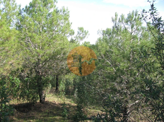 Terreno para Venda em Azinhal Foto 18