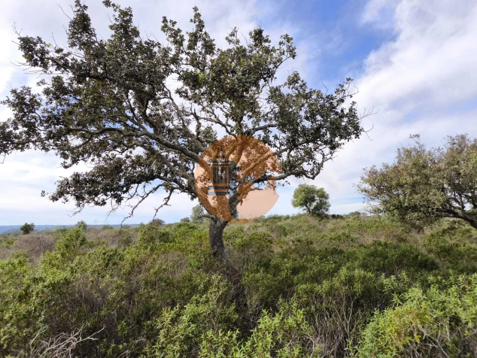 Terreno para Venda em Odeleite Foto 10