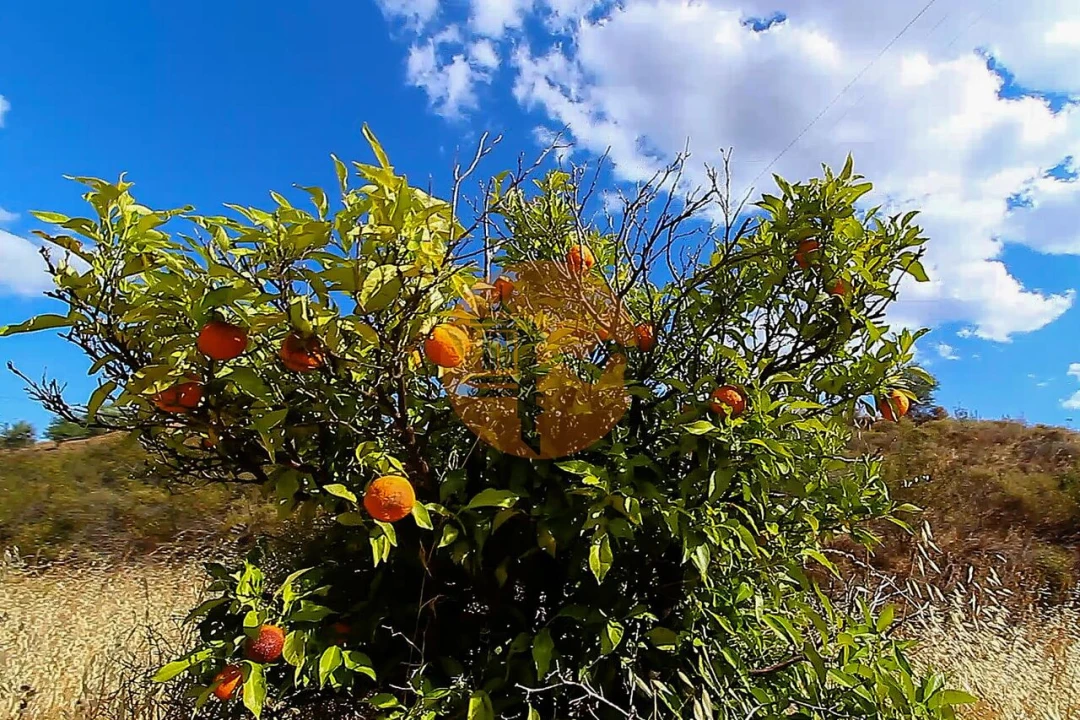 Terreno para Venda em Castro Marim Foto 19