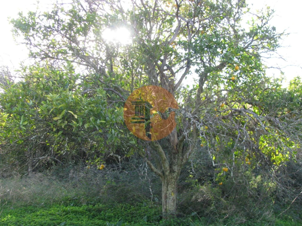 Terreno para Venda em Azinhal Foto 20