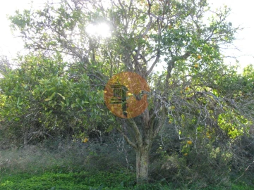 Terreno para Venda em Azinhal