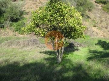 Terreno para Venda em Azinhal