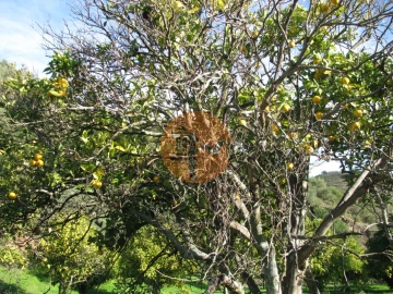 Terreno para Venda em Azinhal