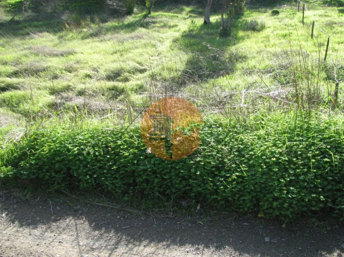Terreno para Venda em Azinhal Foto 16