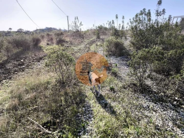 Terreno para Venda em Azinhal