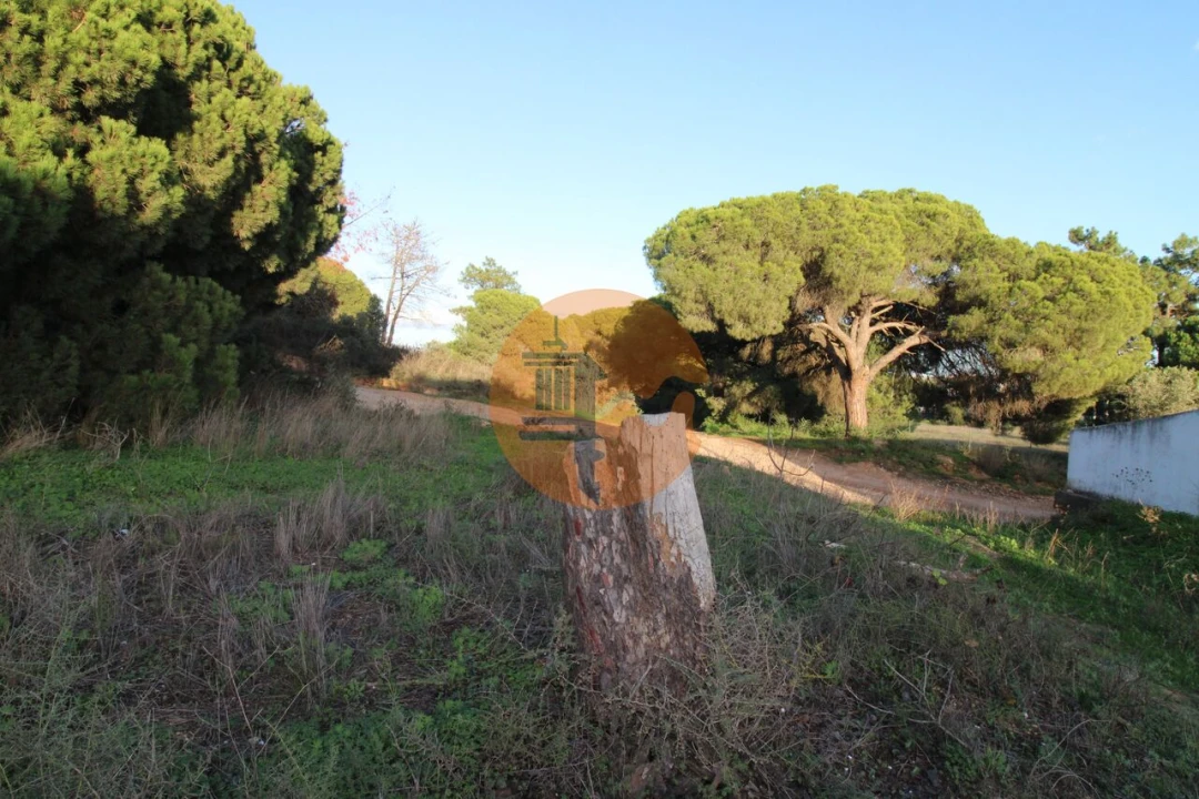 Terreno para Venda em Montenegro Foto 7