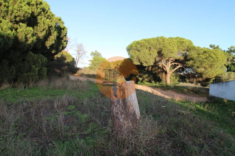 Terreno para Venda em Montenegro Foto 7