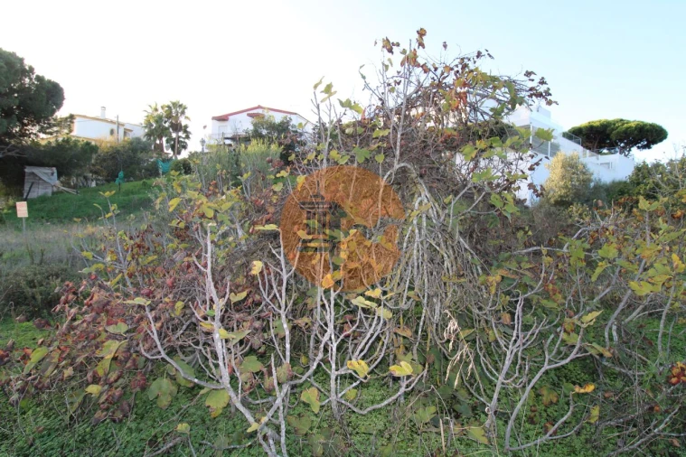 Terreno para Venda em Montenegro Foto 8