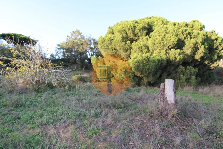 Terreno para Venda em Montenegro Foto 10