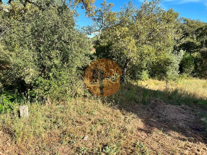 Terreno para Venda em Salir Foto 11