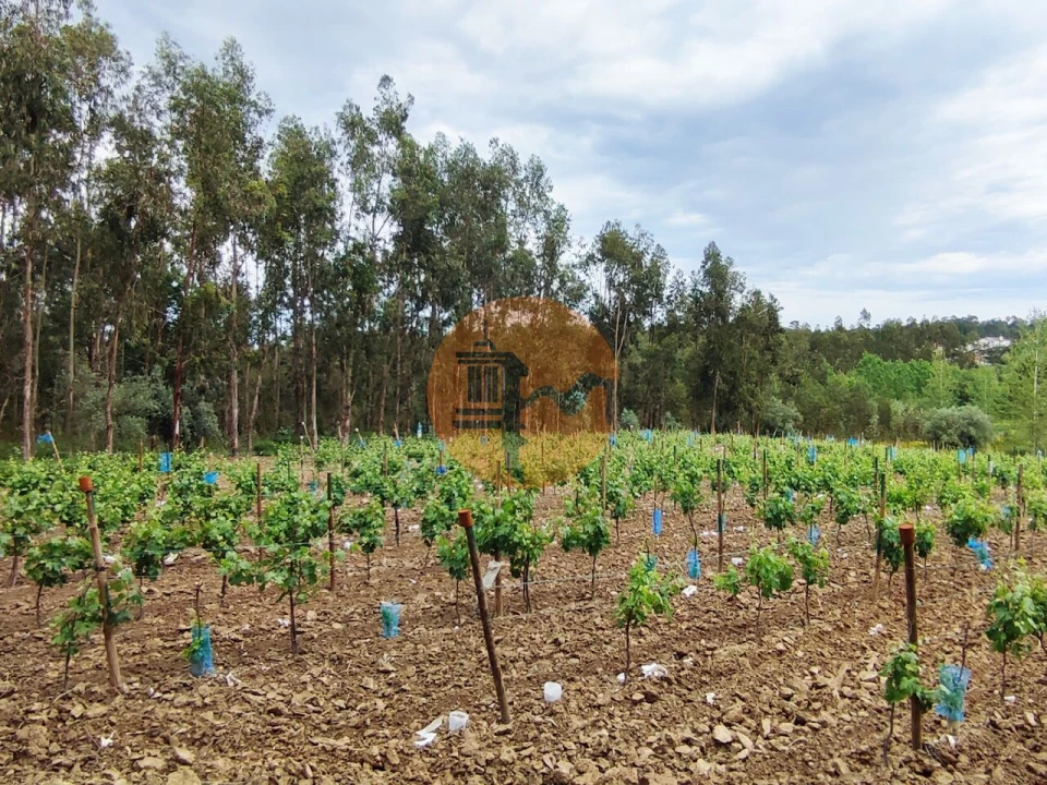 Terreno para Venda em Casal Comba Foto 3