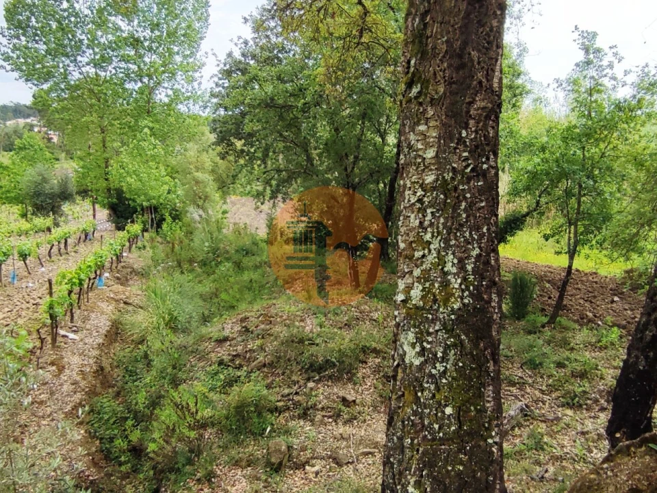Terreno para Venda em Casal Comba Foto 6