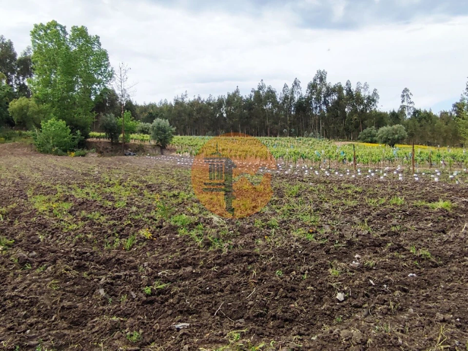 Terreno para Venda em Casal Comba Foto 17