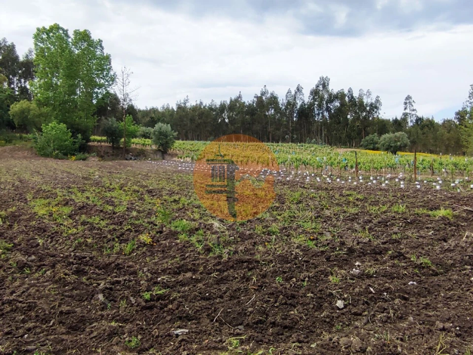 Terreno para Venda em Casal Comba Foto 18