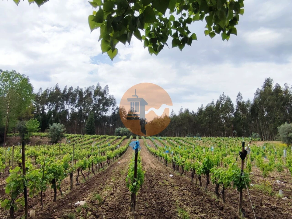 Terreno para Venda em Casal Comba Foto 21
