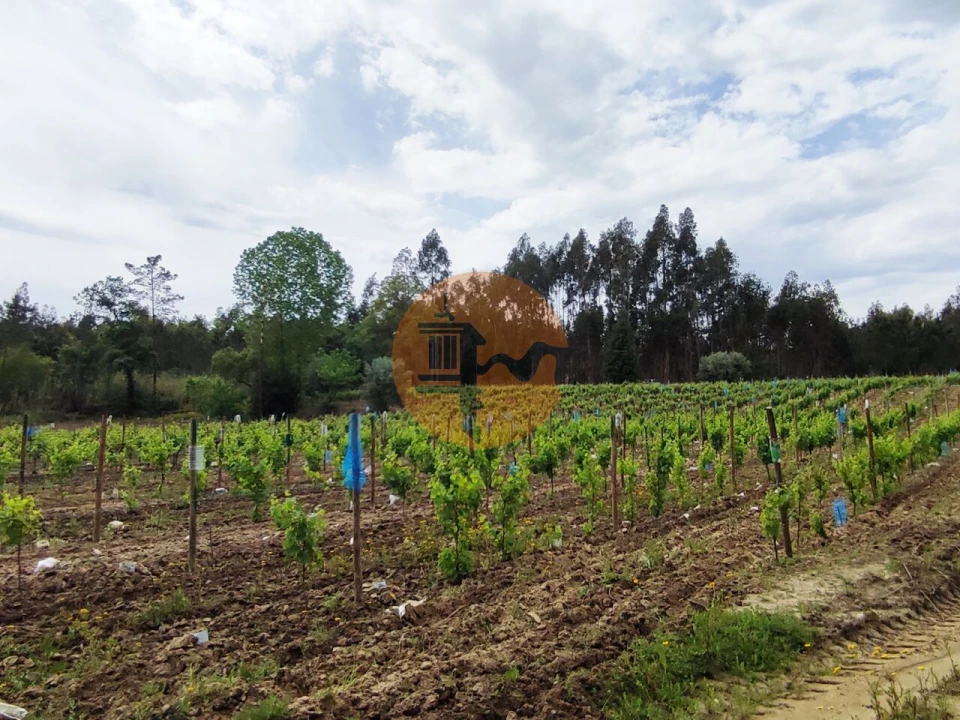 Terreno para Venda em Casal Comba Foto 23