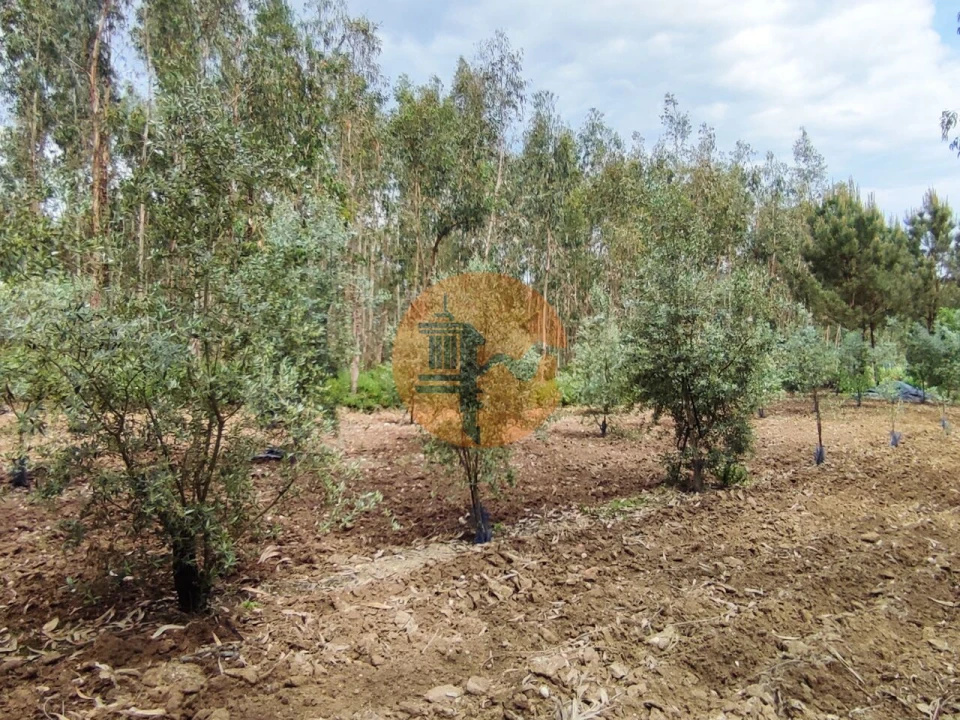 Terreno para Venda em Casal Comba Foto 24