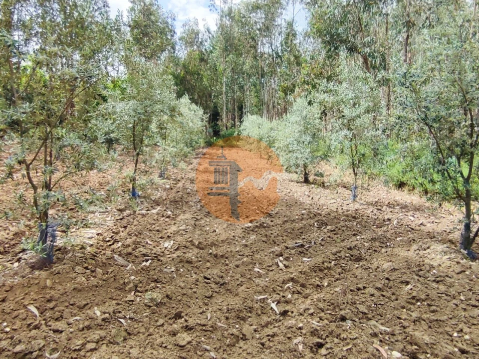 Terreno para Venda em Casal Comba Foto 26