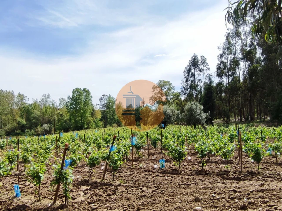 Terreno para Venda em Casal Comba Foto 29