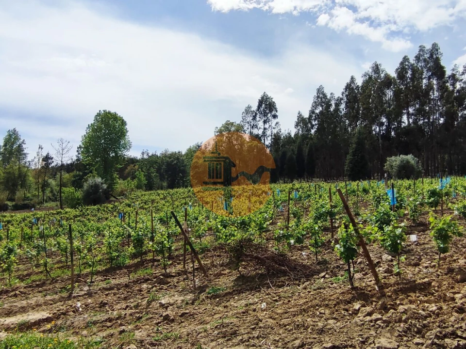 Terreno para Venda em Casal Comba Foto 31