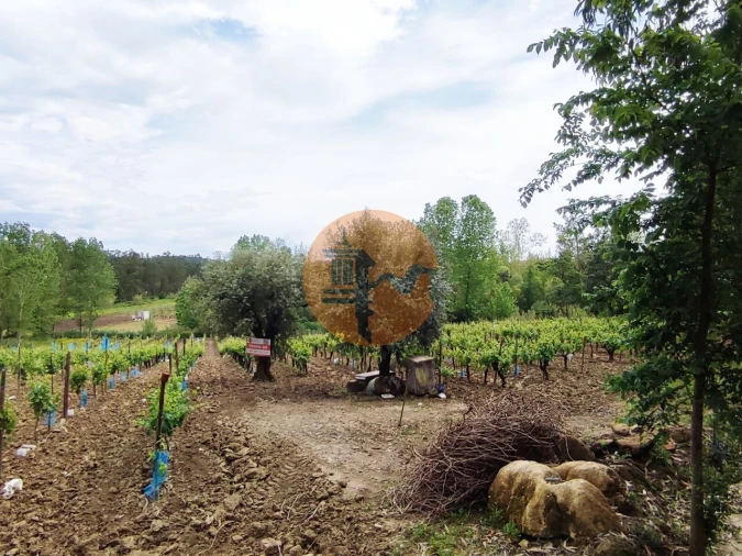 Terreno para Venda em Casal Comba Foto 2