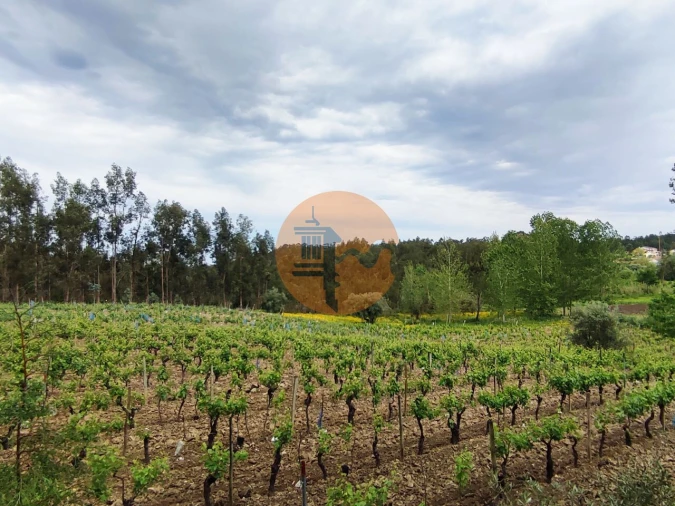 Terreno para Venda em Casal Comba Foto 4
