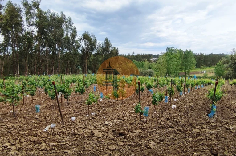 Terreno para Venda em Casal Comba Foto 8
