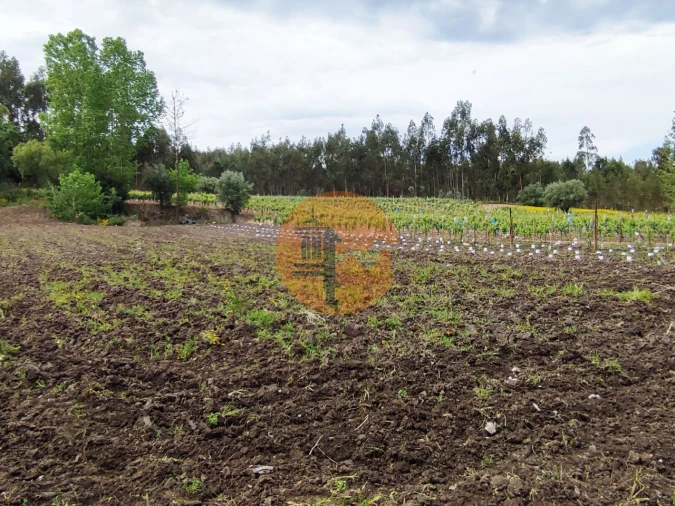 Terreno para Venda em Casal Comba Foto 17