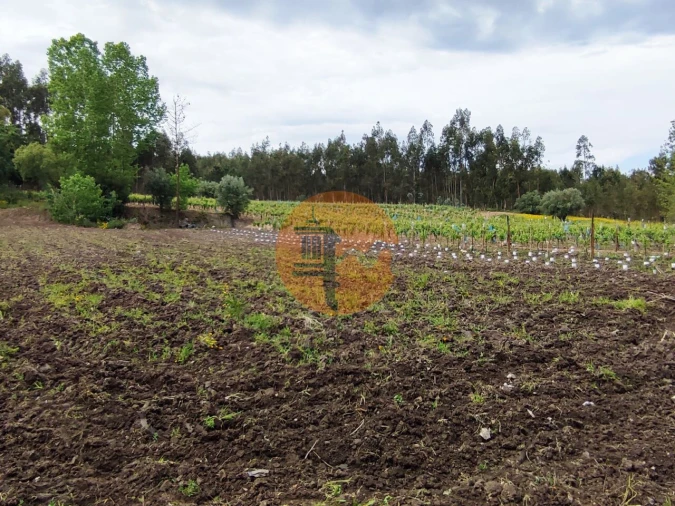 Terreno para Venda em Casal Comba Foto 18