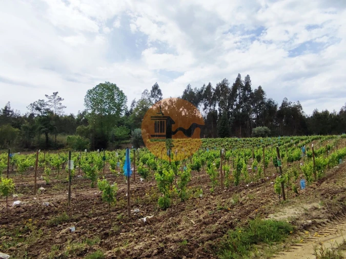 Terreno para Venda em Casal Comba Foto 23