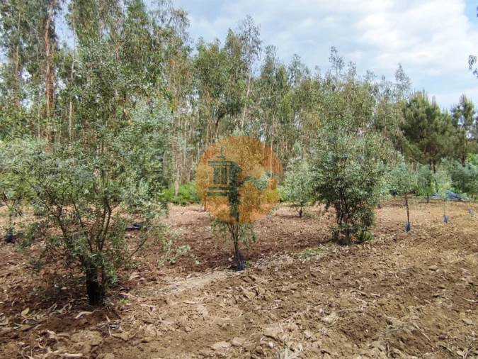 Terreno para Venda em Casal Comba Foto 24
